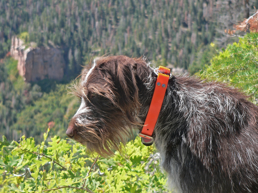 Ed1600N. Kaibab Grouse 9-16-06 028
