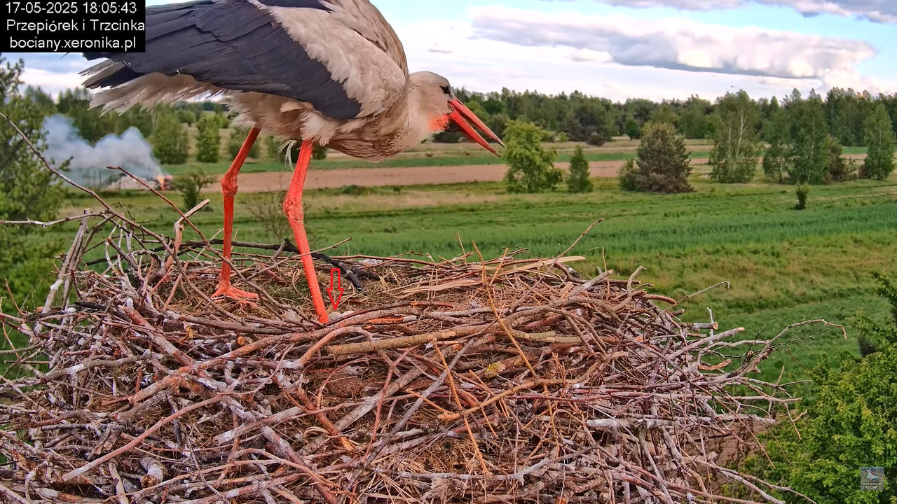 17052025bociany39maluch