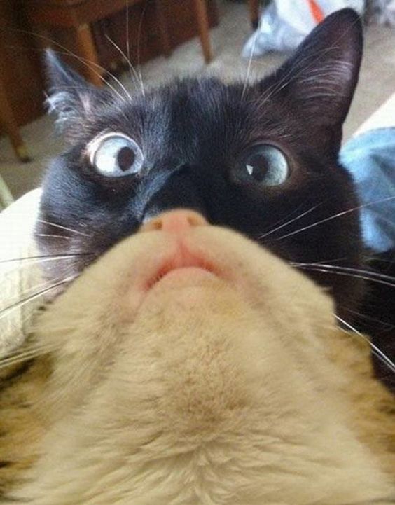 Cat Humor #8