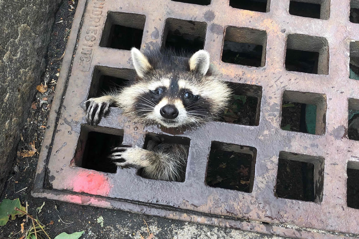 A-young-raccoon-looks-out-from-a-grate-a