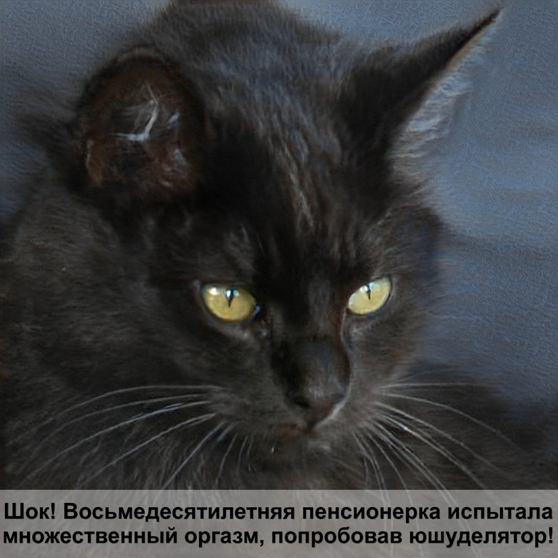 шотландская кошка лысеет