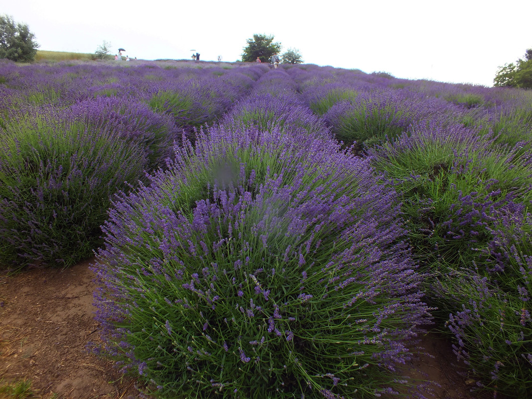 2019_0621OSTRÓW_fuji0084