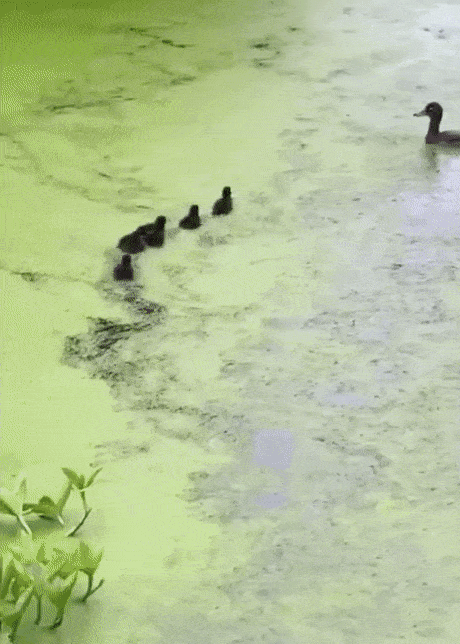 https://i.postimg.cc/P53CcfPz/9.gif