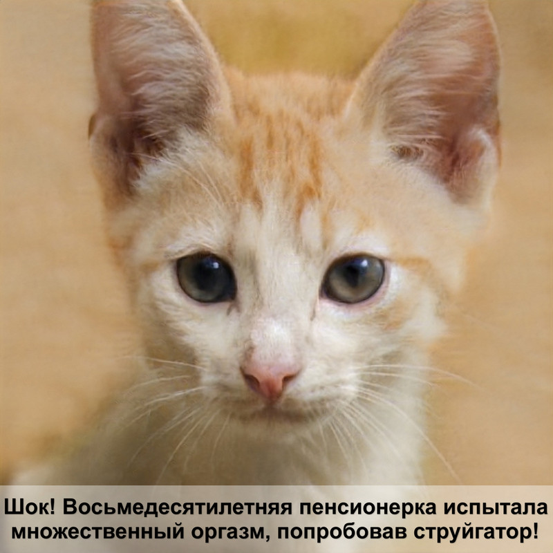 бенгальская кошка вес