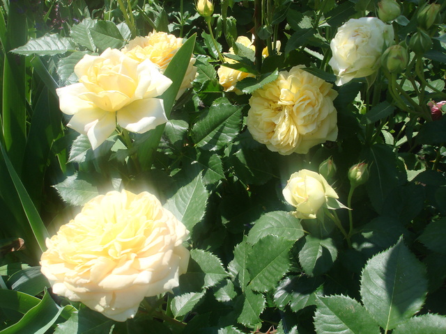 DSC00804