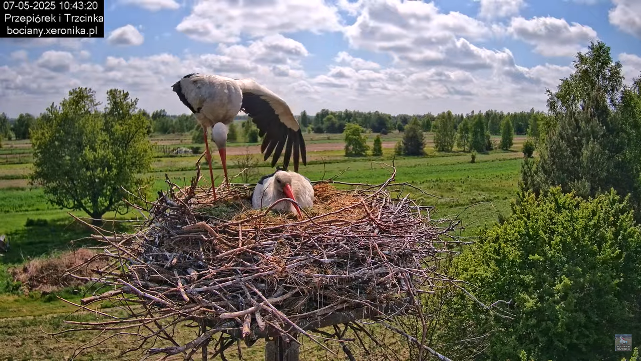 07052025bociany12