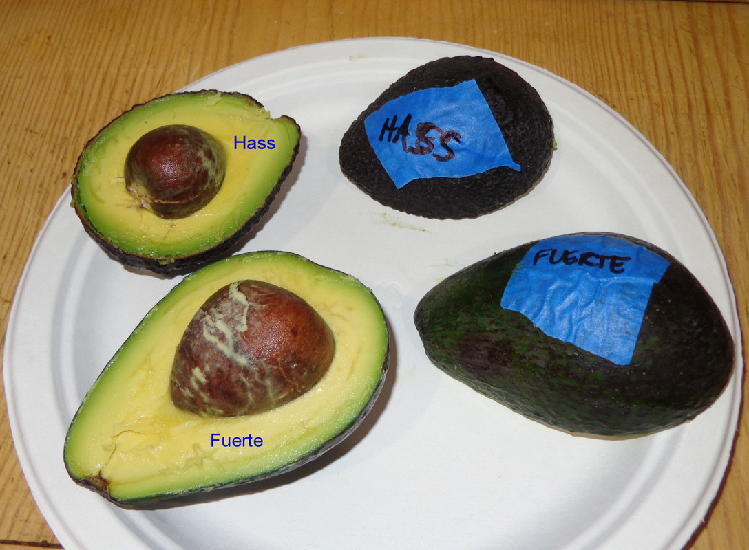 Brad-Combo3 (Hass-Fuerte)