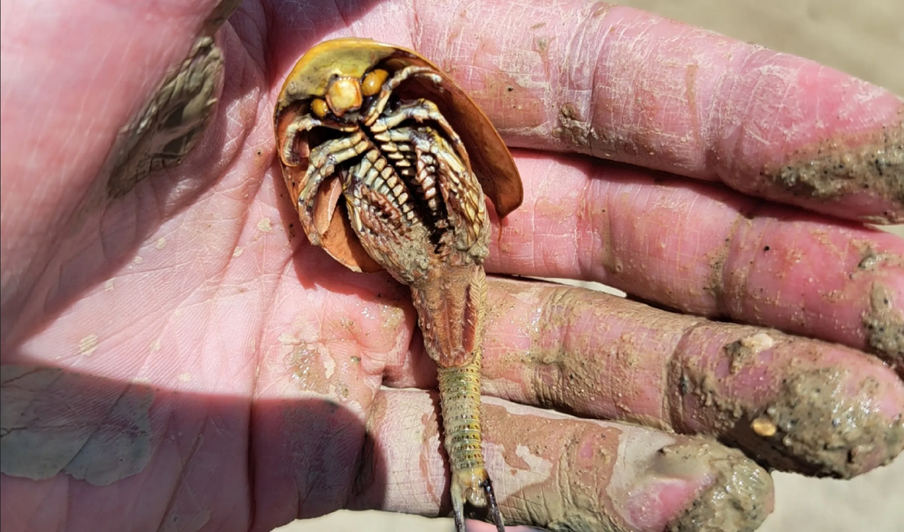 Camarón dinosaurio de tres ojos emerge del desierto de Nevada ¿Tiene hambre?