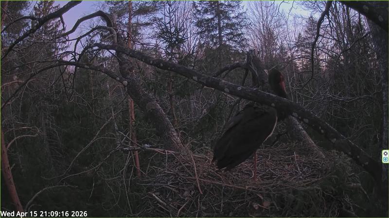 2026 04 15 p 21 09 16