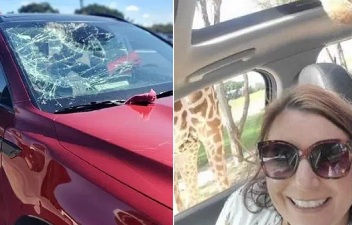 Video: el tenso momento en que una jirafa se lanza sobre el parabrisas de un auto