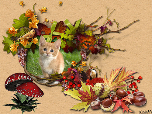kitten-in-herfstkl-pad