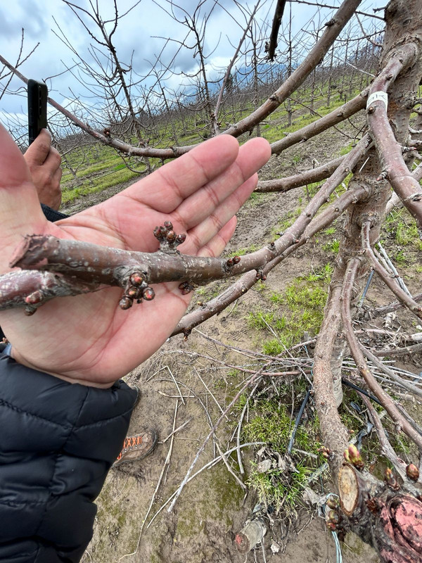 Proyecto tecnológico 3