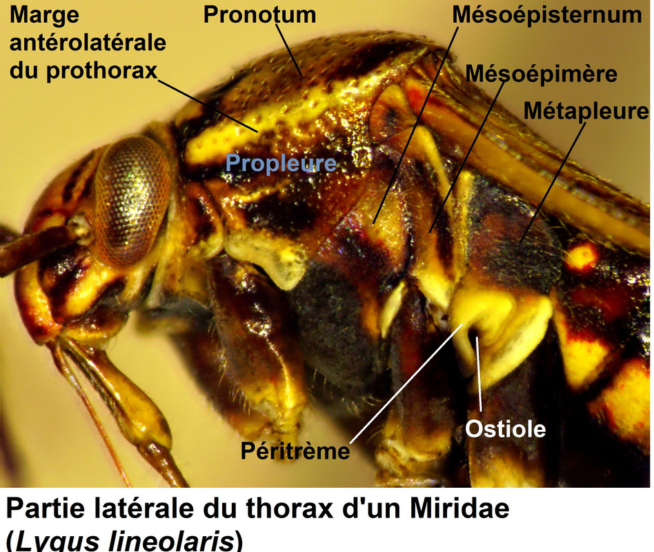 Anatomie latérale du thorax d'un Miridae