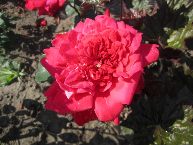 IMG_1095[2]