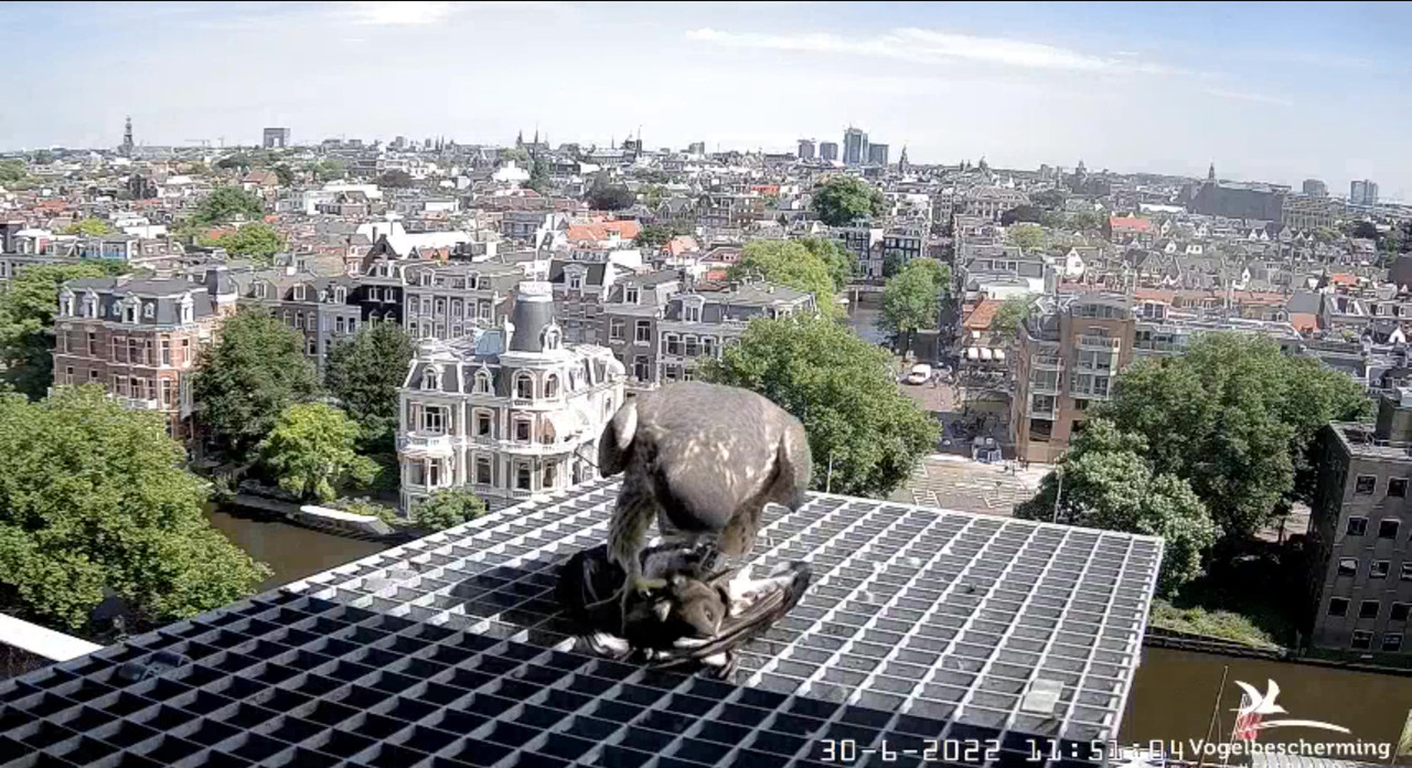 Amsterdam/Rijksmuseum screenshots © Beleef de Lente/Vogelbescherming Nederland - Pagina 35 Video-2022-06-30-115338-Moment-6
