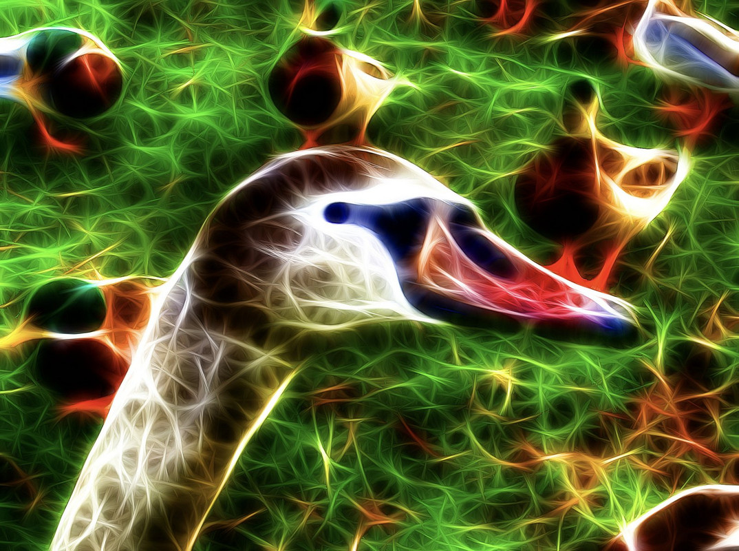 multi-geese.jpg