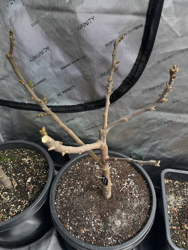 figs-747.jpg