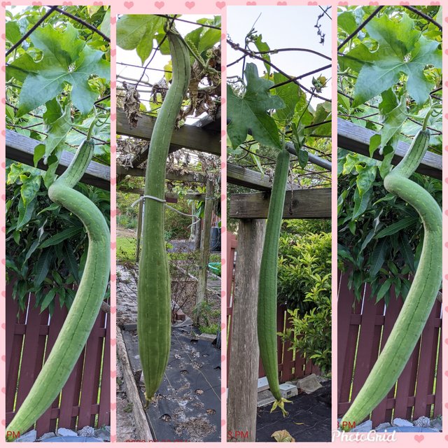 [Image: Photo-Grid-1604530500484.jpg]