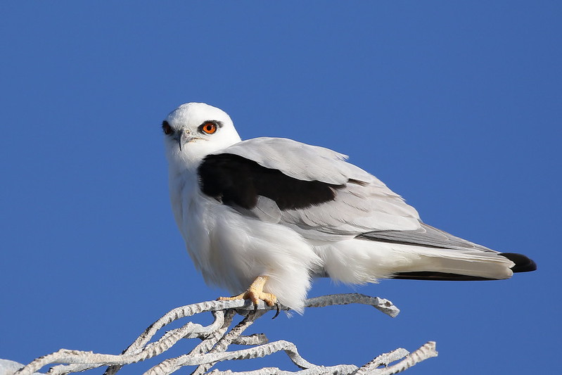 blacknwhite-kite.jpg