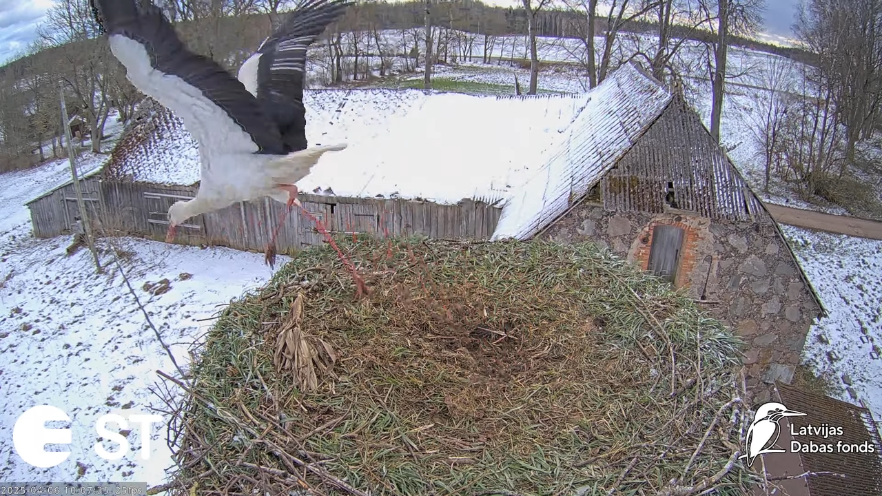 (8) Baltie stārķi (Ciconia ciconia) Tukuma novadā __ White storks in Tukums, Latvia - YouTube - 803_
