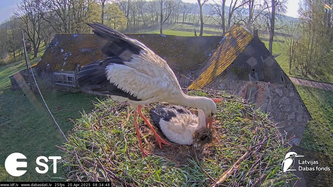 (41) Baltie stārķi (Ciconia ciconia) Tukuma novadā __ White storks in Tukums, Latvia - YouTube - 805