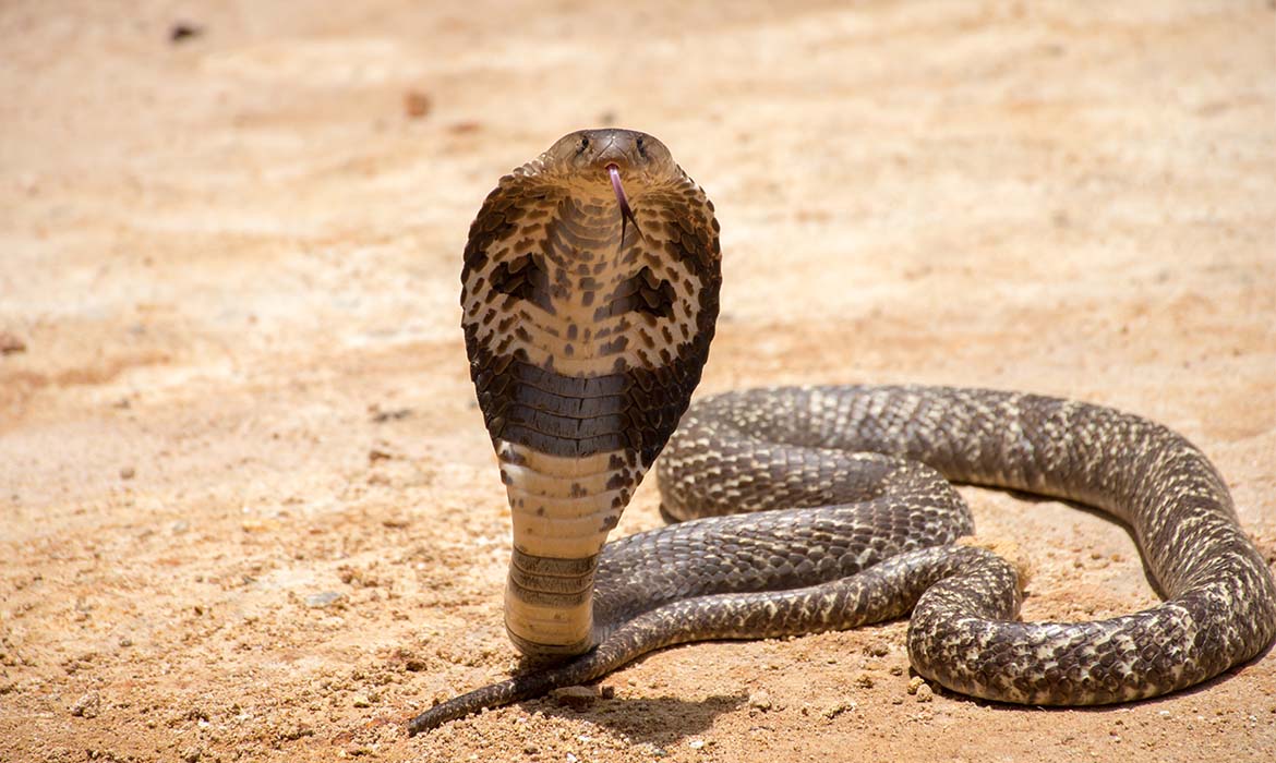 cobra morde bambino serpente india