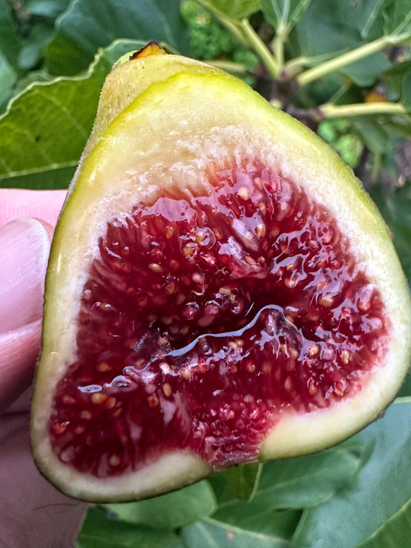 figs-445.jpg