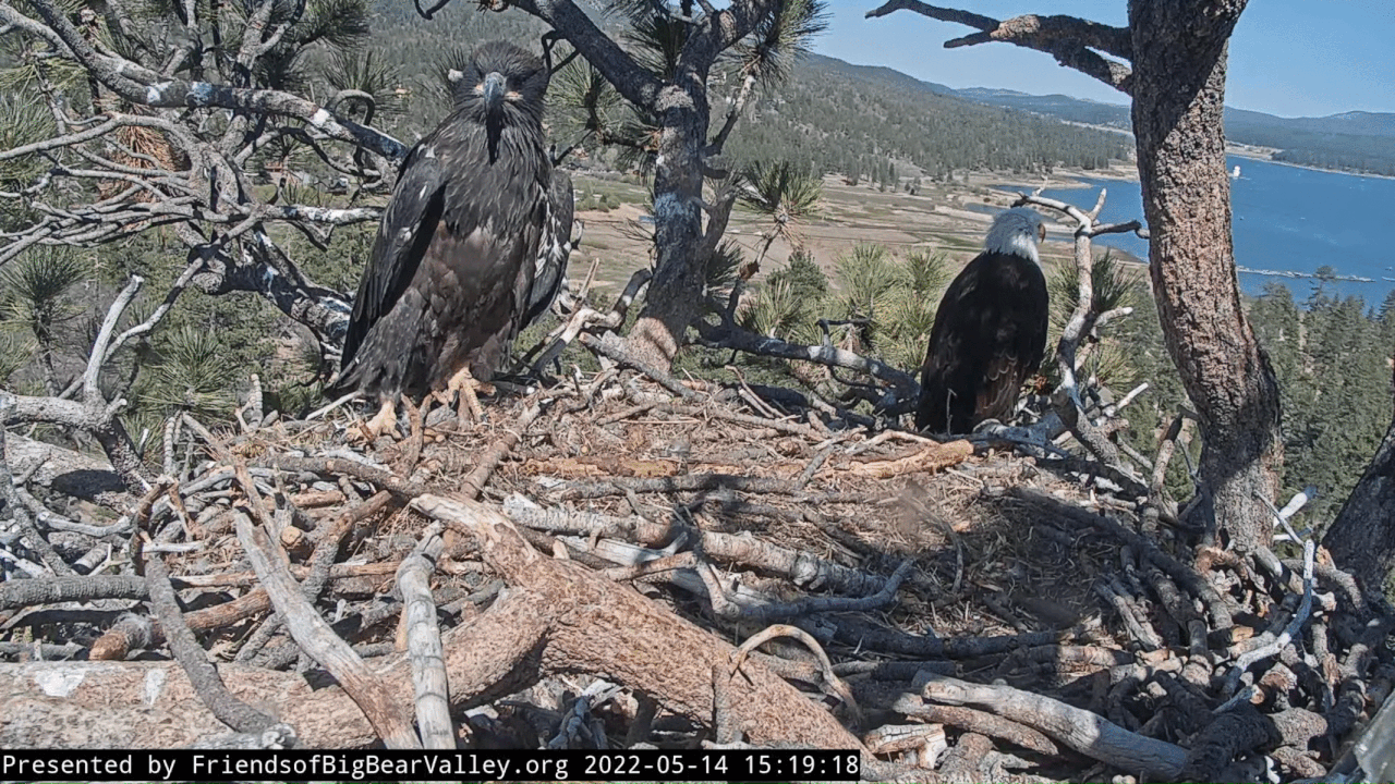 Webp.net-gifmaker (9)