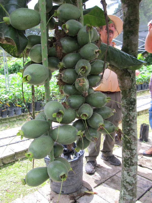 Barringtonia edulis