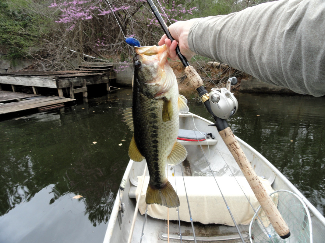 first-sight-fish-4lb.jpg