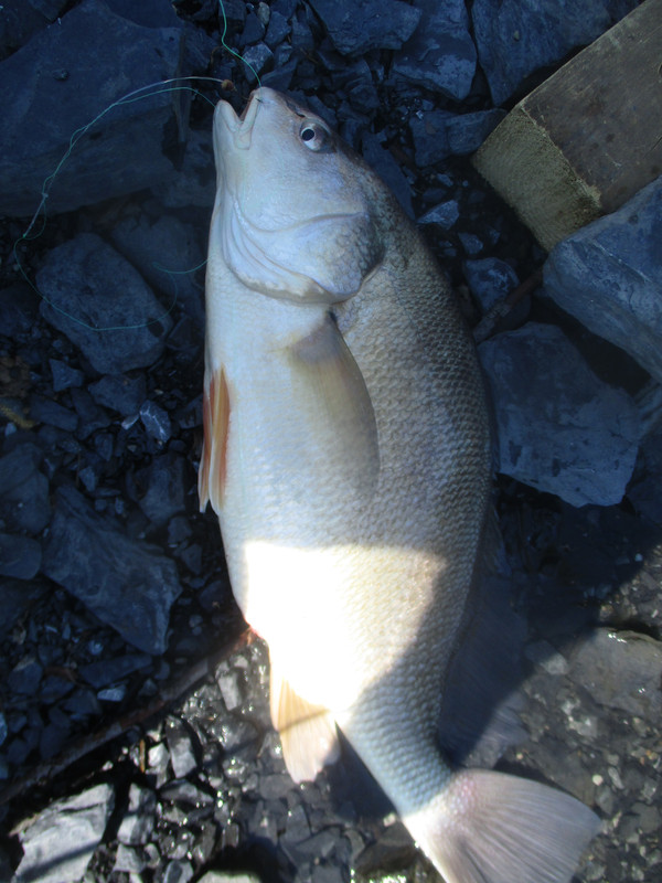 otter creek walleye and sheephead 002