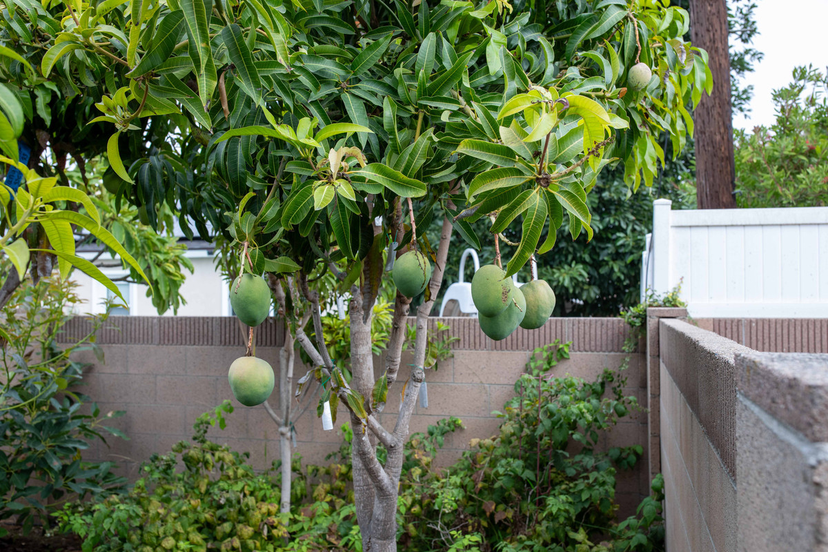 8U1A6817  Peach Cobbler Mango Fruit Hanging from Tree (10-9-23)