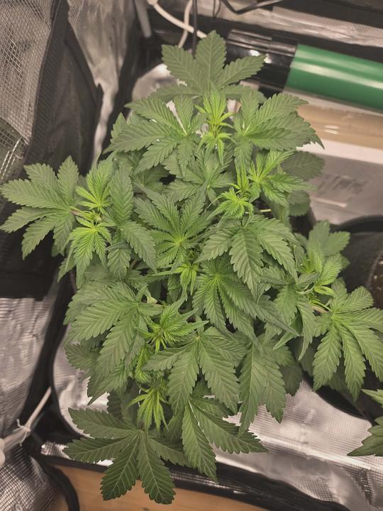 Messenger creation 92D69678 74B6 4D7E B1BC 40C567580E5A