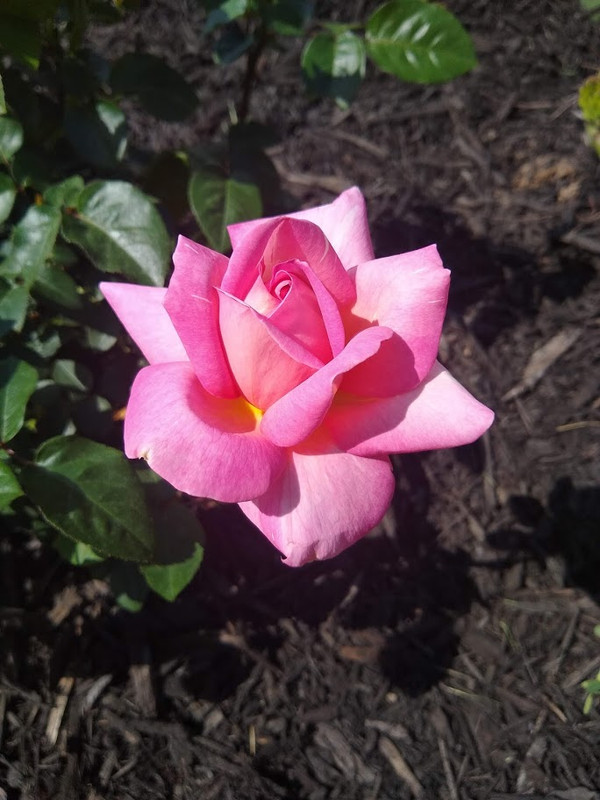 House-Rose-2.jpg