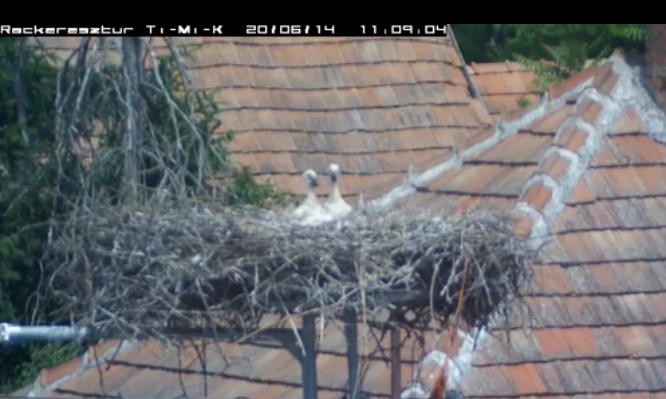 2020-06-14_123102néznek utána