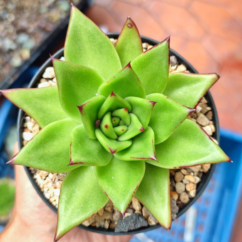 Suculentas ¿Qué tipos de la Echeveria protegen tu casa, según el Feng Shui?