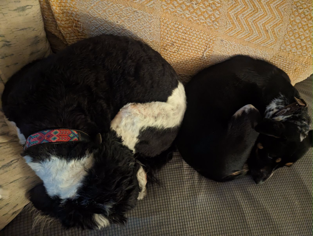 an overhead photo of two dogs curled up into little donuts on a couch. the one on the left is black and white and fluffy, and the one on the right is black with little brown eyebrows and little spots of white on her neck.