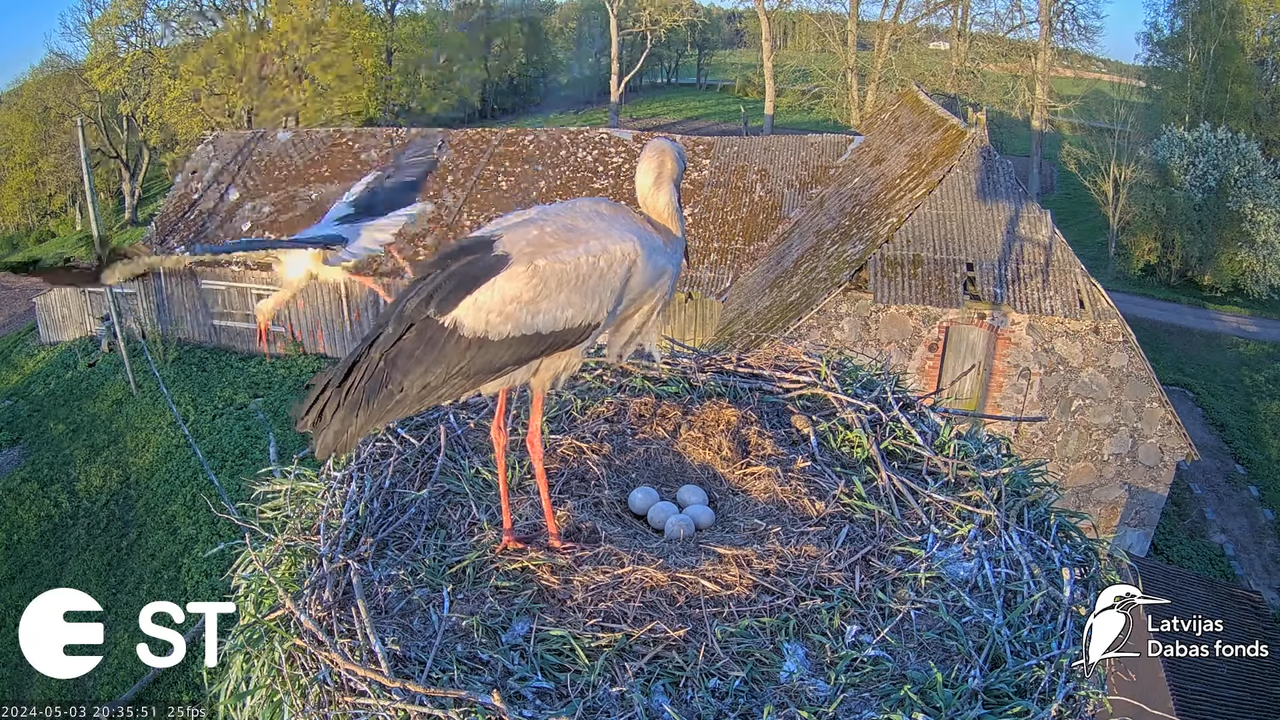 Baltie stārķi (Ciconia ciconia) Tukuma novadā - LDF tiešraide __ White storks in Tukums, Latvia 13-5