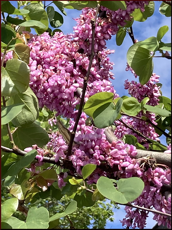 https://i.postimg.cc/P5FYsRDw/IMG-2591-jpg.jpg