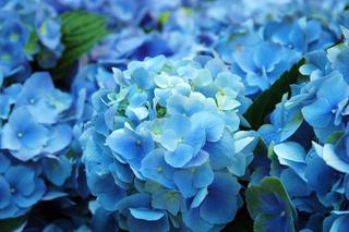 blue-hydrangea-jpg-653x0-q80-crop-smart