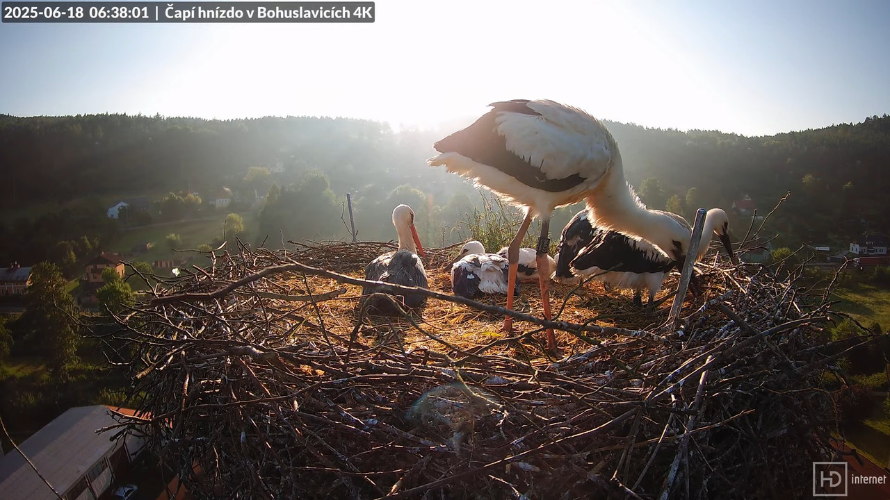 Živě z čapího komína firmy KARA v Bohuslavicích u Trutnova 7-0-4 screenshot