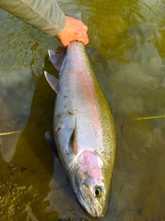 dec 5 2021 cayuga inlet bow 2 pic 3