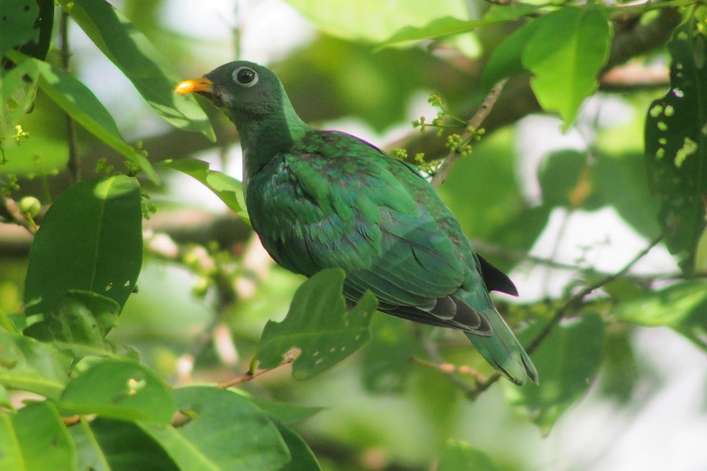green-fruit-dove-3180666-1280.jpg
