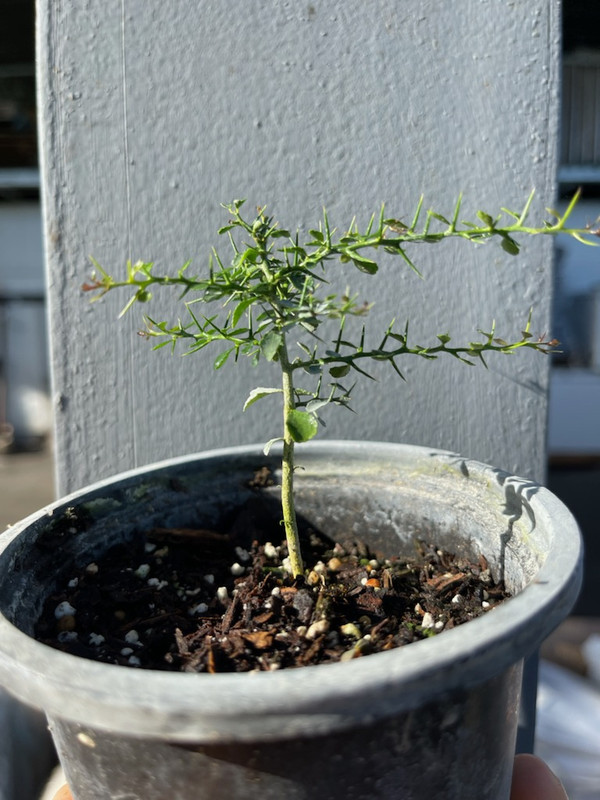 Australian-Finger-Lime4