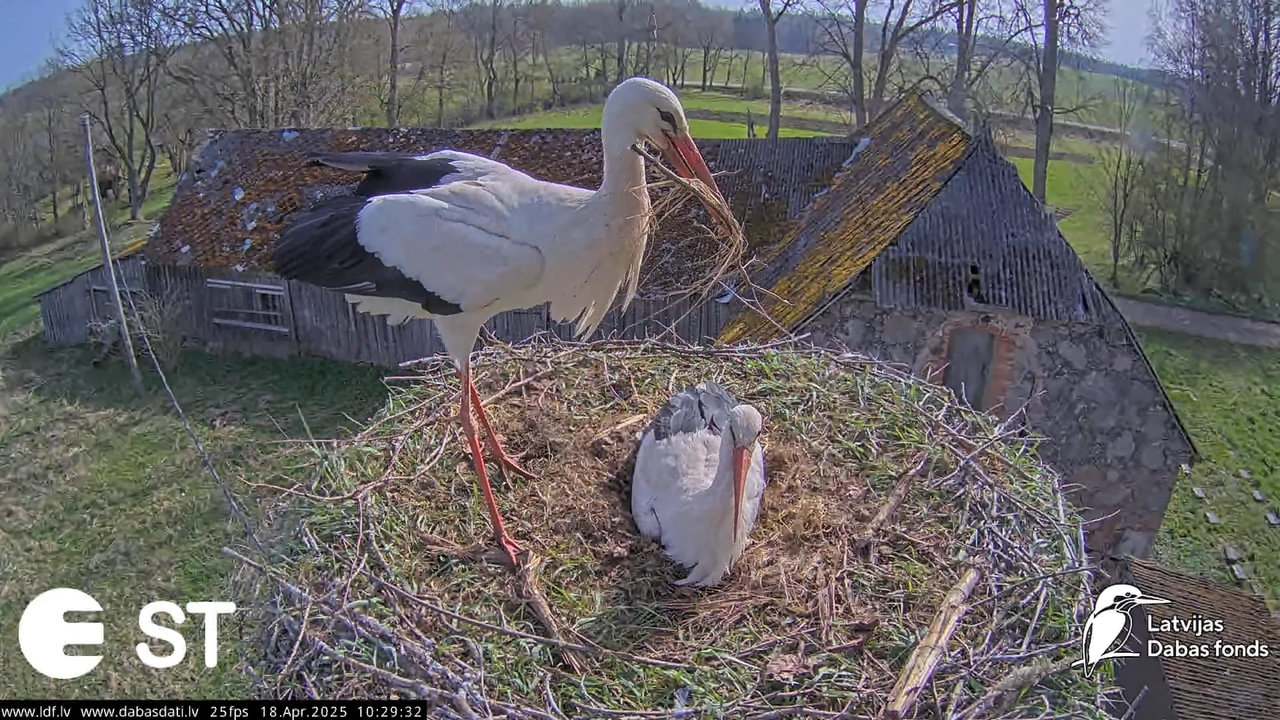 (22) Baltie stārķi (Ciconia ciconia) Tukuma novadā __ White storks in Tukums, Latvia - YouTube - 704