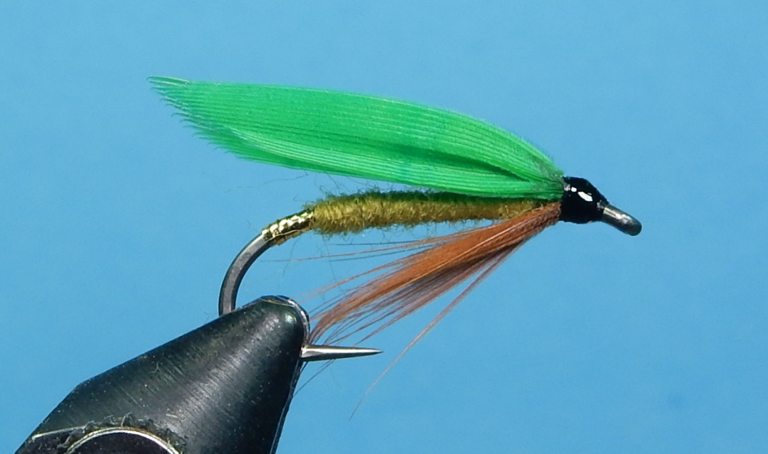 Olive-Gnat-1080.jpg