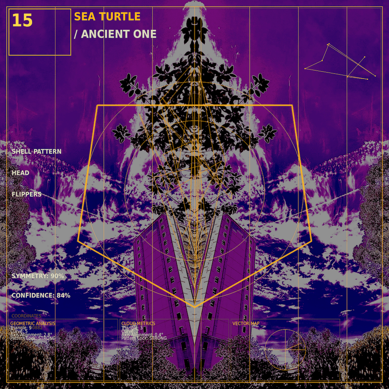 Sea turtle