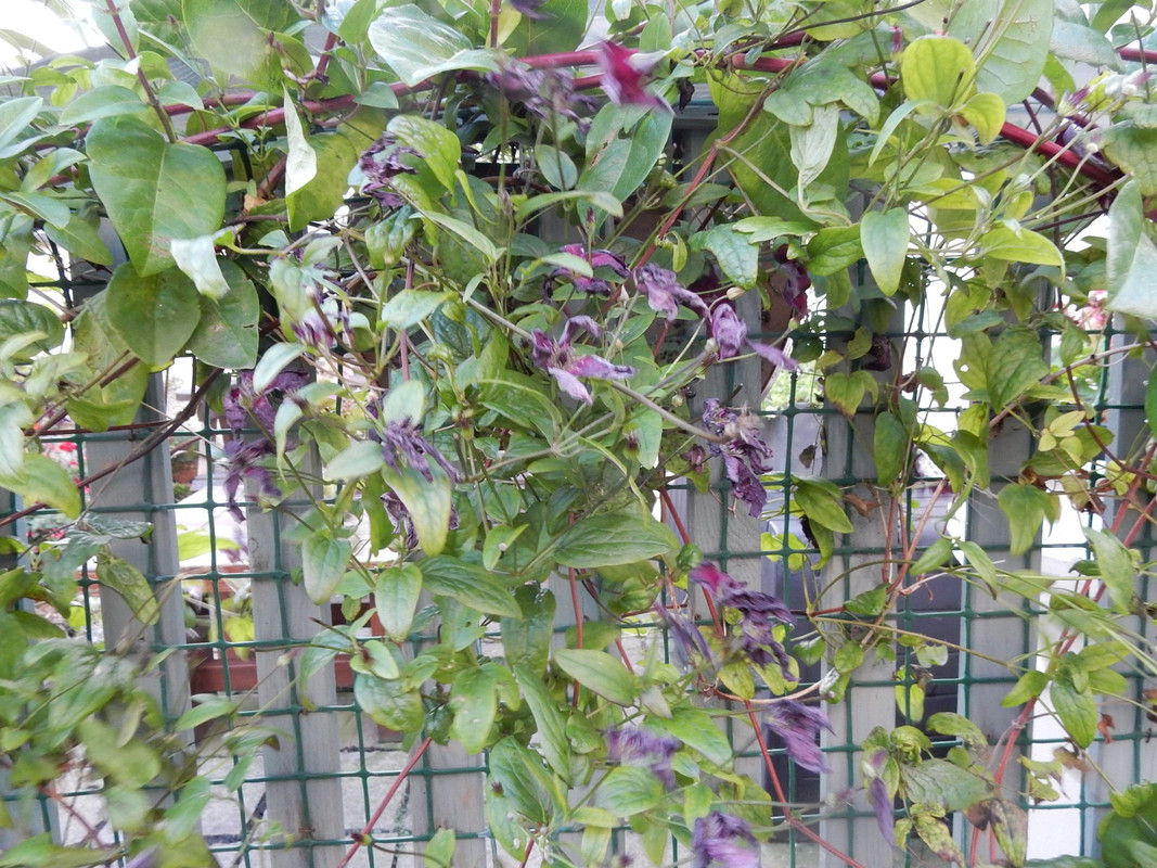 CLEMATIS TWO DAY NNW 37MPH 2