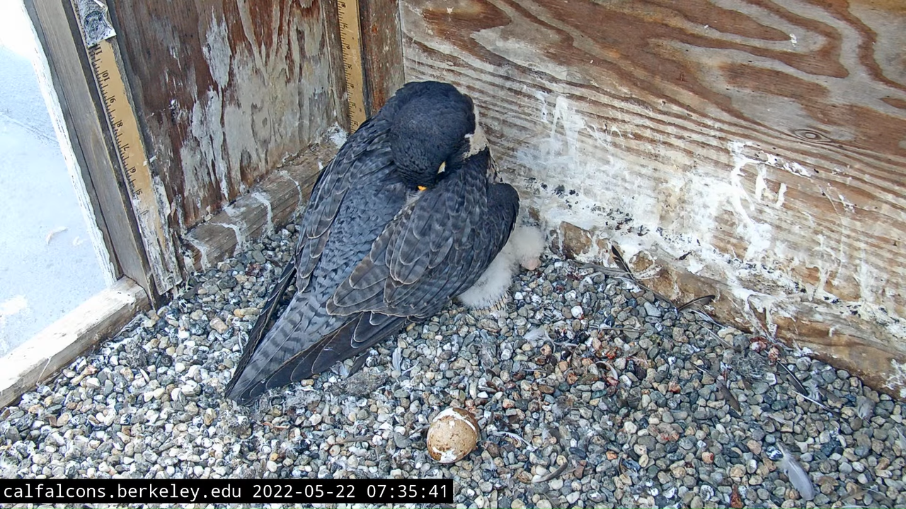 Cal Falcons Nest Cam, UC Berkeley 8-15-46 screenshot (1)