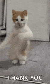 dancing-cat-dance